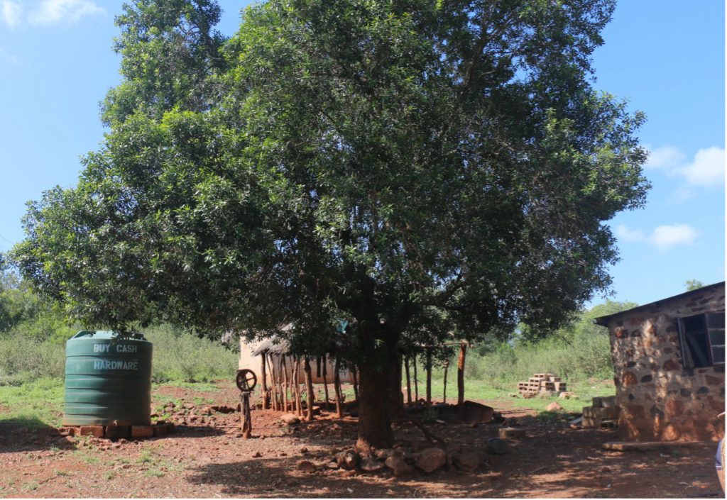 Image of the biggest tree found during the field visits was within a homestead.